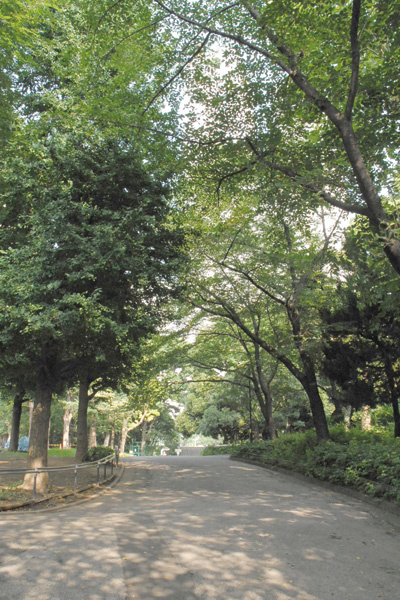 新都心北通りのケヤキ並木