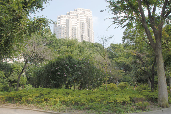 新宿中央公園の高遠コヒガンザクラ